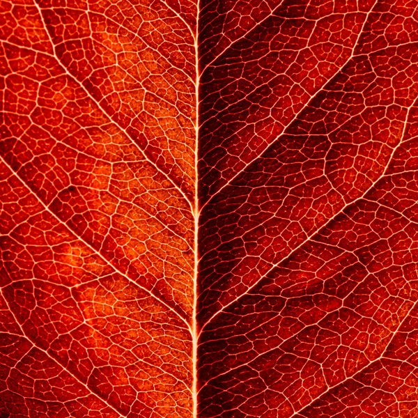 stock image Series of leaf textures in fresh colors