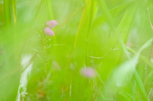 Flores do prado abstrato close-up — Fotografia de Stock