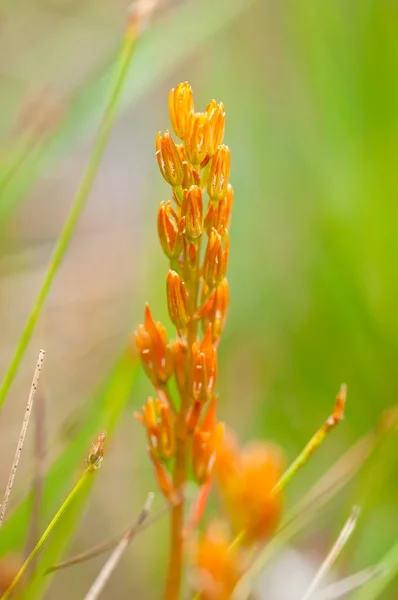 Flores de prado perto — Fotografia de Stock