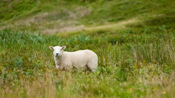 Lampaat laiduntavat tuoretta vihreää ruohoa — kuvapankkivalokuva