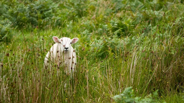 Sheep grazing in fresh green grass — Stock Photo, Image