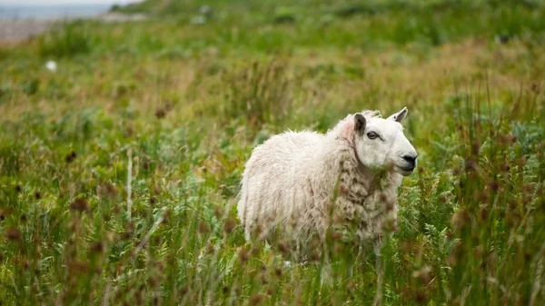 Овцы пасутся на свежей зеленой траве — стоковое фото