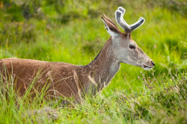 Whitetail buck portrait, curiously grazing in the high grass Stock Image
