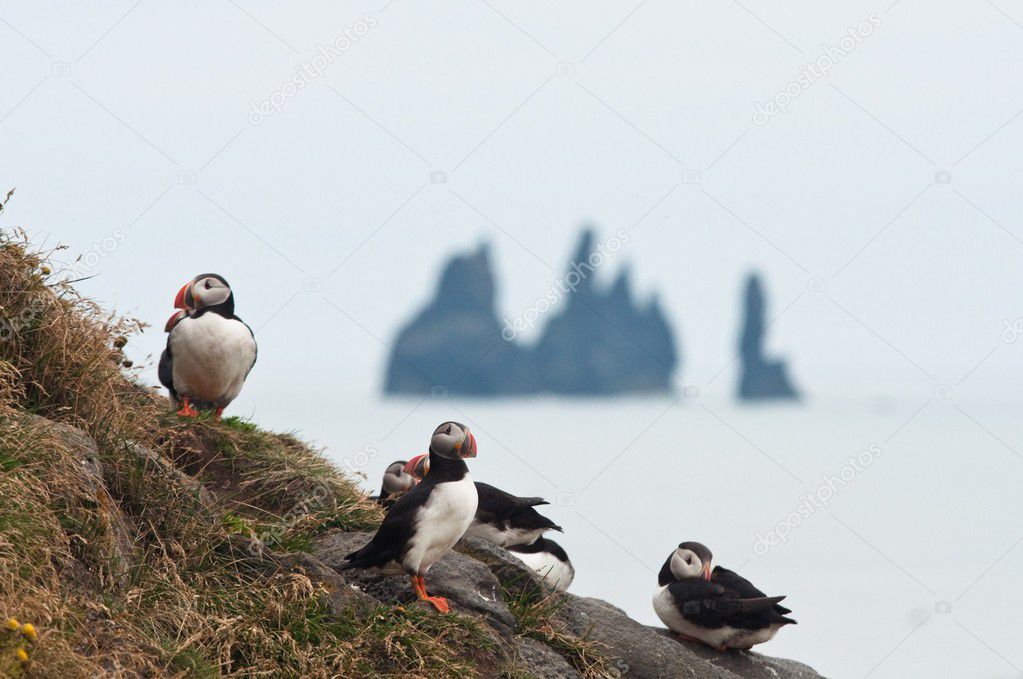 Puffin colony in Iceland, sharp rock formation in the sea
