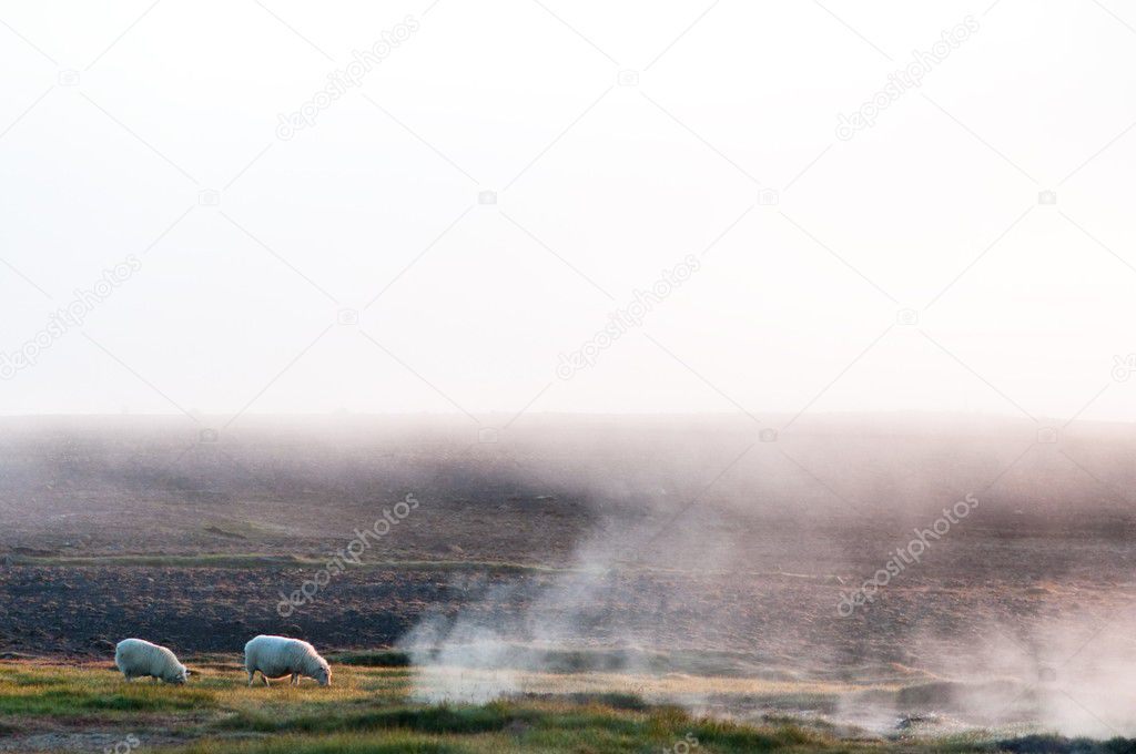 Pair of sheep grazing next to the hot spring