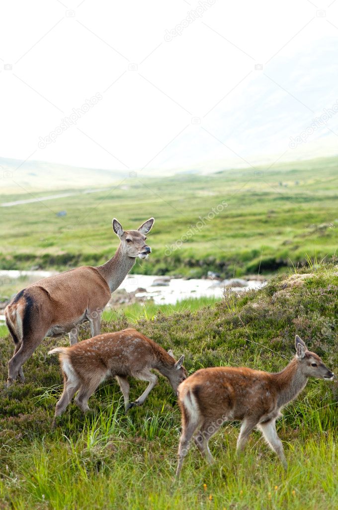 Whitetail buck family with two cute babies