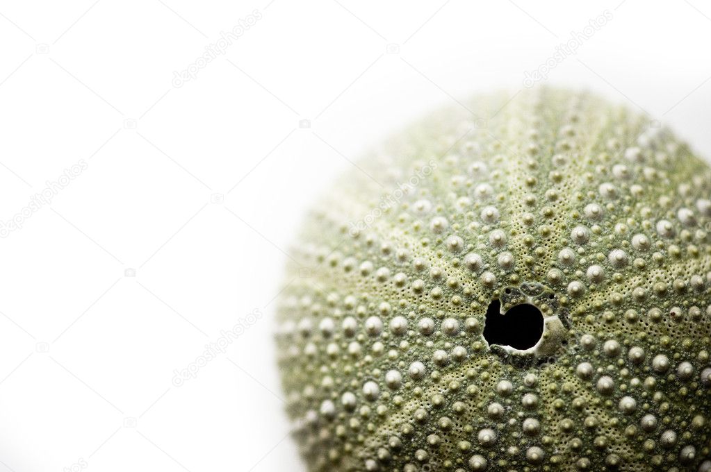 Green sea urchin's shell