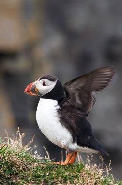 Cute puffin bird spreading wings clipart