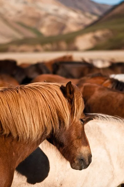 Skupina koní v horách — Stock fotografie