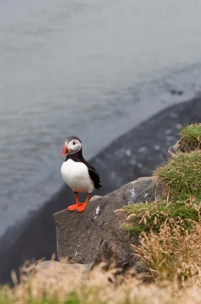 Puffin bird - simbolo dell'Islanda — Foto Stock