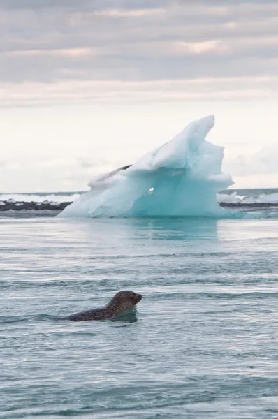 氷河湖で泳ぐアザラシ — ストック写真