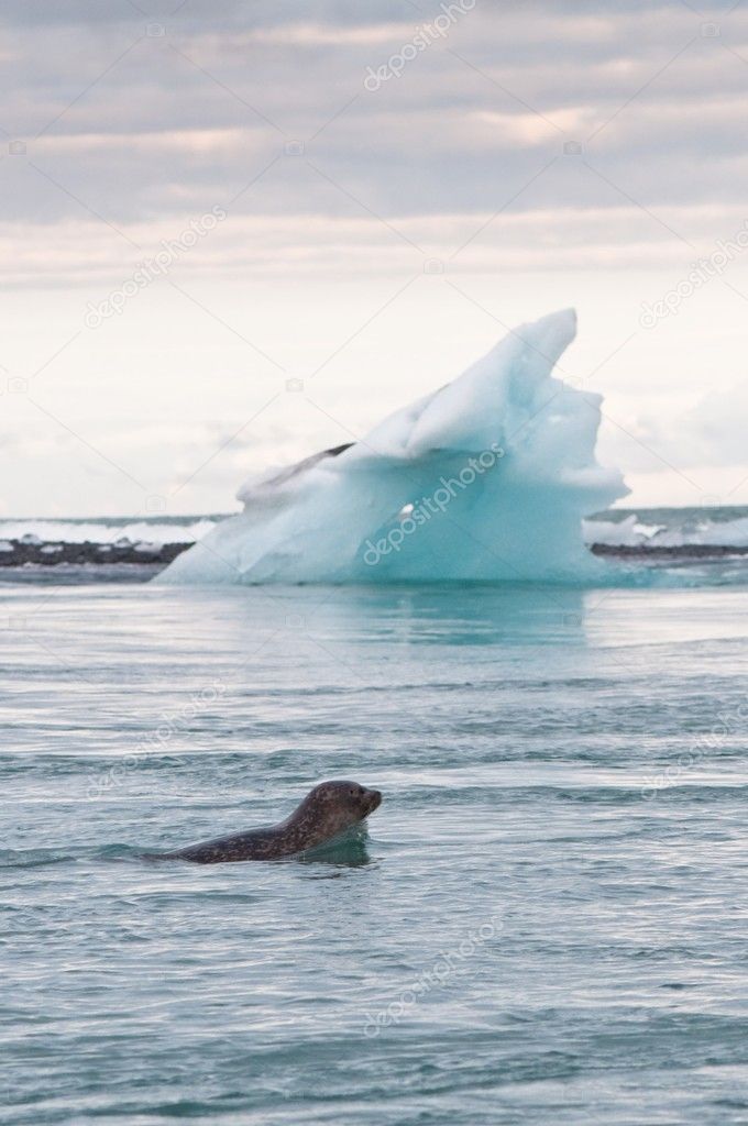 Seal swimming in glacier lake