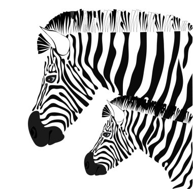 Zebra and baby clipart