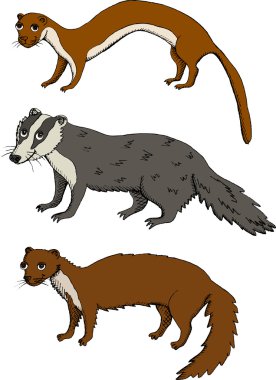 Mustelids clipart