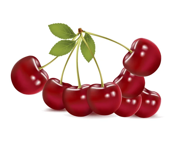Sweet cherries — Stock Vector