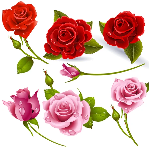 Red Roses — Stock Vector