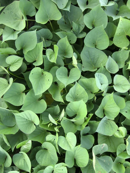 stock image Green heart leaf