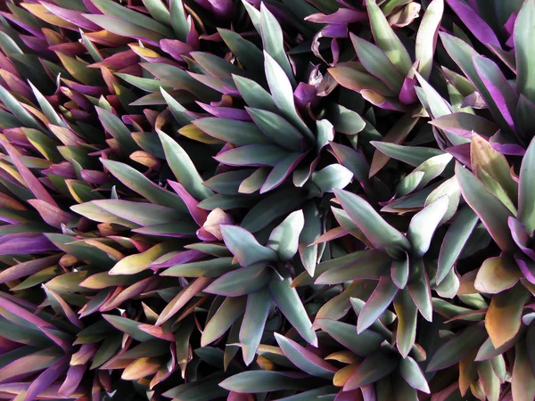 stock image Colorful grass