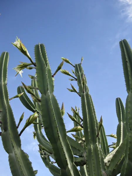 stock image Plants with blue sky view