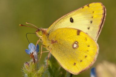 Colias hyale