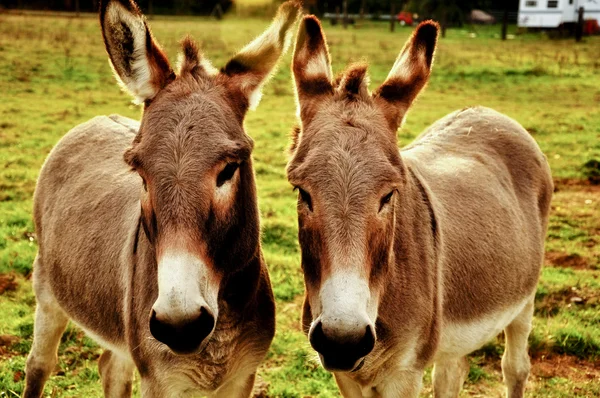 Twee close-up ezels — Stockfoto
