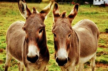 Closeup of donkeys clipart