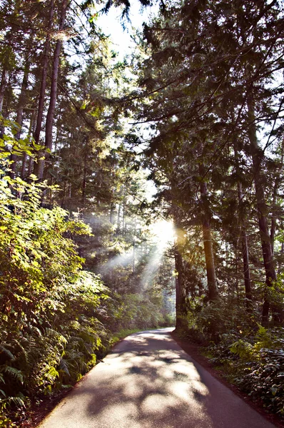 Waldweg und Sonnenstrahlen Stockbild