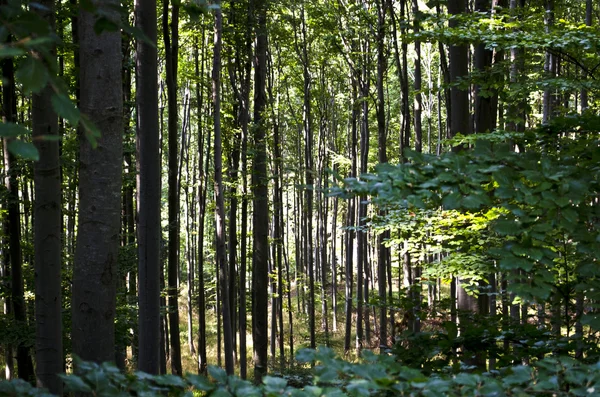 stock image Forest fagaras