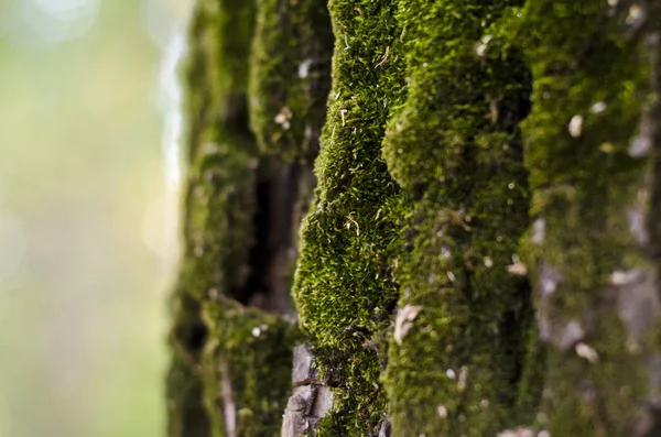 Stock image Moss green