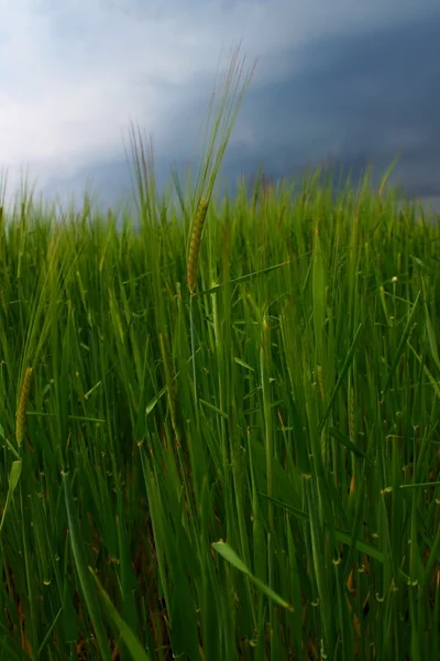 stock image Wheat grass