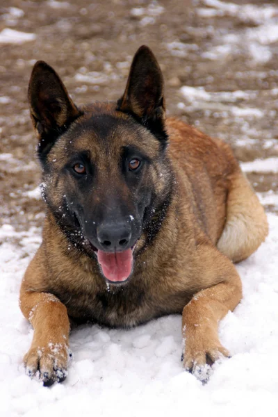 stock image Malinois