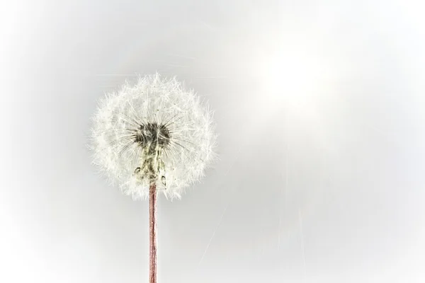 stock image A Dandelion Clock