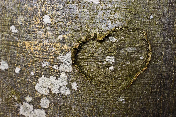 Textura del árbol — Foto de Stock
