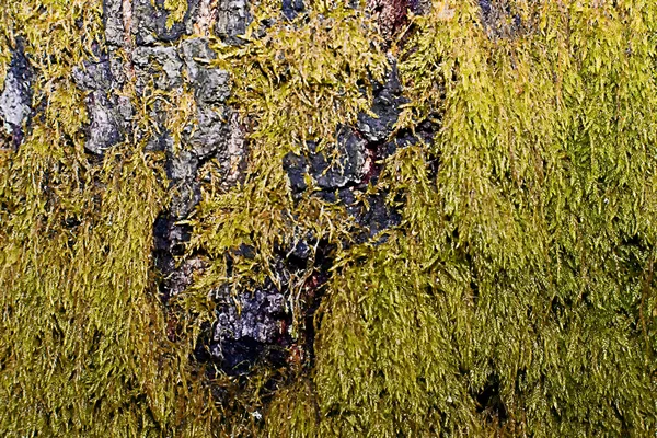 Green moss on a tree — Stock Photo, Image
