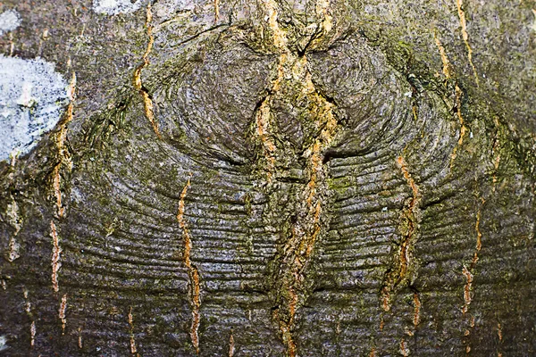 나무 질감 — 스톡 사진
