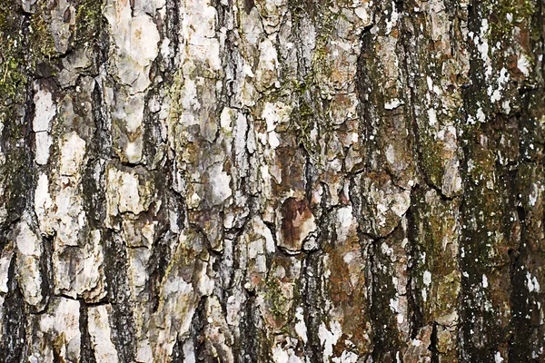 Tree texture — Stock Photo, Image