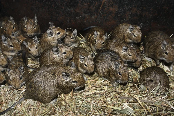 Много крыс в соломе — стоковое фото