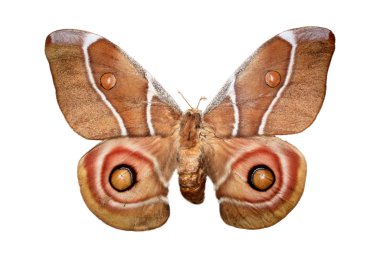 Brown butterfly clipart