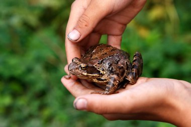 Frog in hands clipart