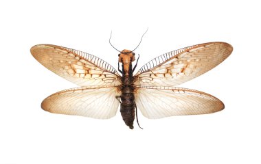Giant flying insect clipart