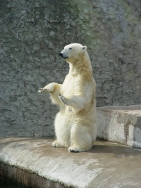 Polar bear-beggar clipart
