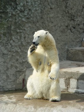 Polar she-bear clipart