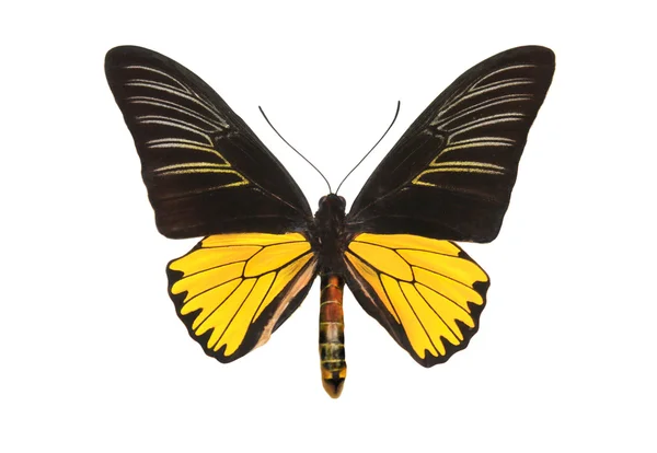 Svart-och-gul fjäril — Stockfoto