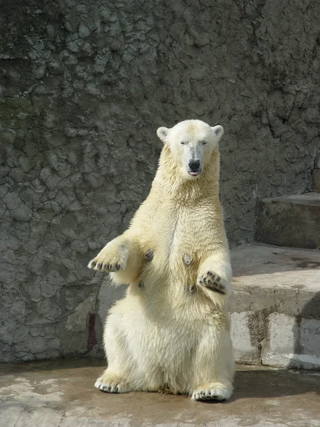 Polar bear-zij — Stockfoto