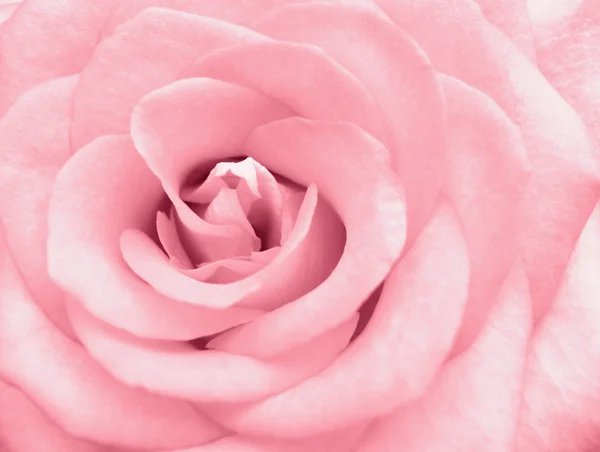 stock image Delicate rose