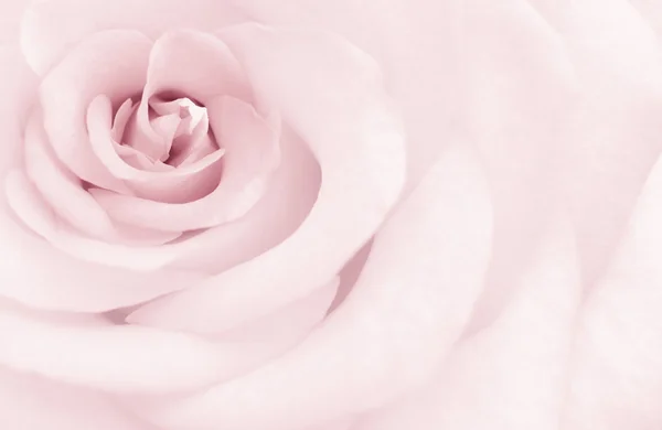 stock image Delicate toned rose