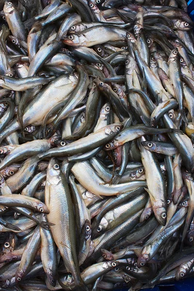 stock image Fresh smelt fish