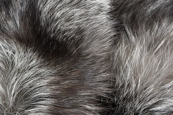 Fur silver fox — Stock Photo, Image