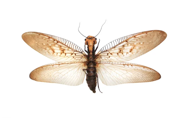 Jätten flygande insekt — Stockfoto