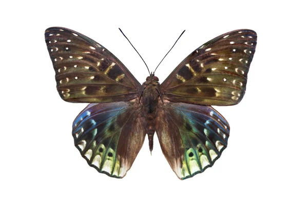 斑驳的蝴蝶 — 图库照片